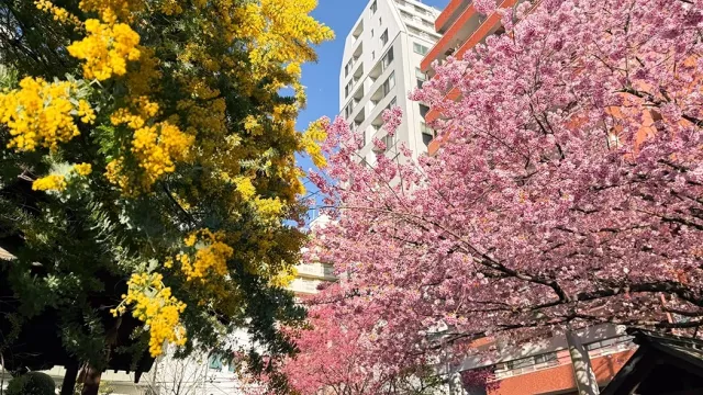 藏前神社攻略：藏前櫻花與金合歡同框、剪紙御朱印必收！